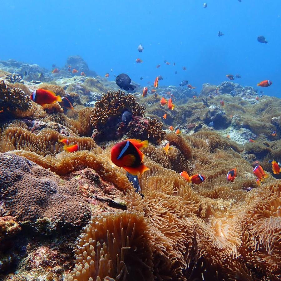 Green Island Ocean Rhythem Dive B&B 綠島海韻民宿 Extérieur photo